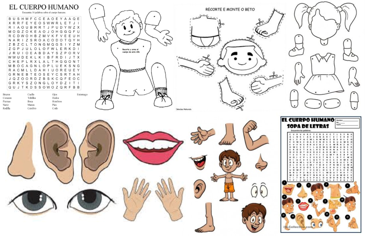 Partes del cuerpo humano en dibujos para colorear y armar, sopa de letras y  crucigrama | Material Educativo
